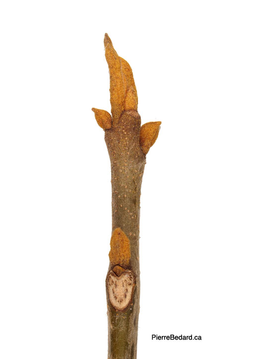 Carya cordiformis